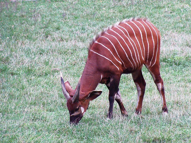 File:Tragelaphus eurycerus isaaci.jpg