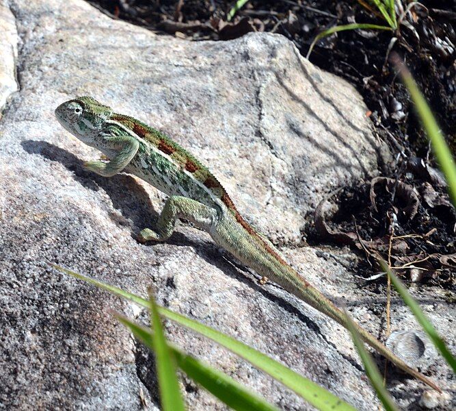 File:Tubercle-nosed Chameleon green.JPG