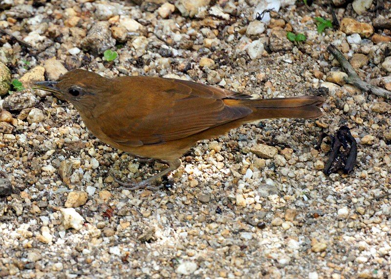 File:Turdus fumigatus 1.jpg