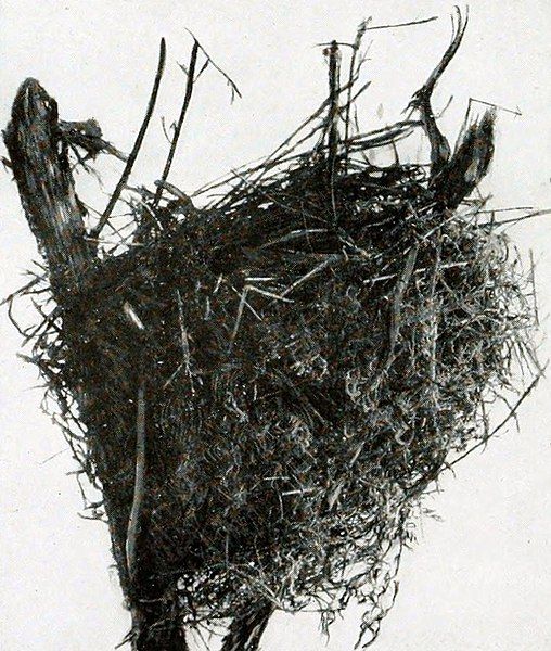 File:Turnagra capensis nest.jpg