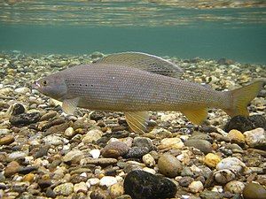 Arctic Grayling