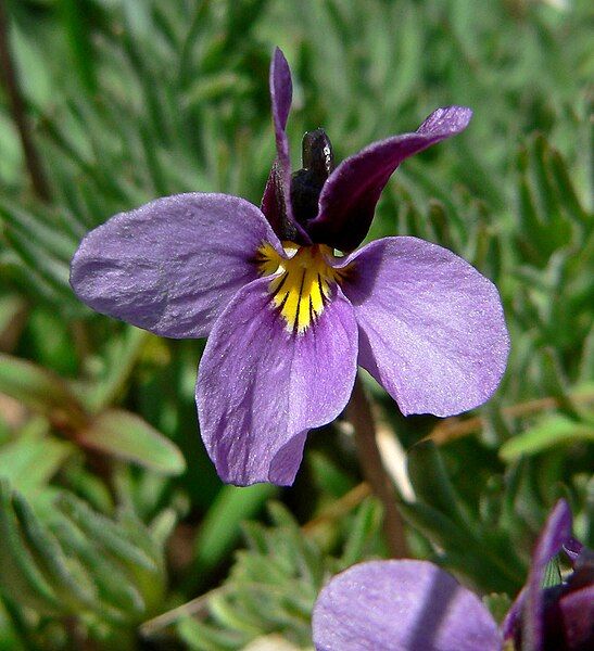 File:Viola beckwithii 3.jpg