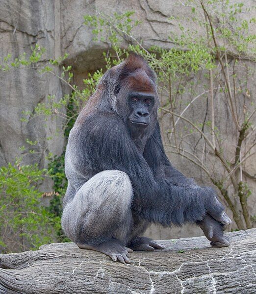 File:WesternLowlandGorilla03.jpg