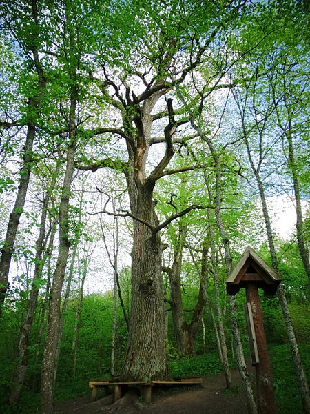 File:Šventasis Daubų ąžuolas.JPG