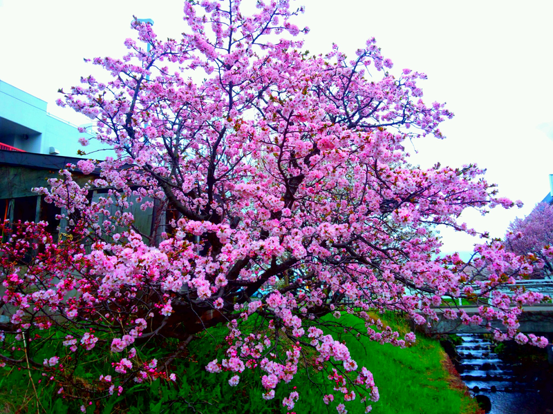 File:千島桜.png