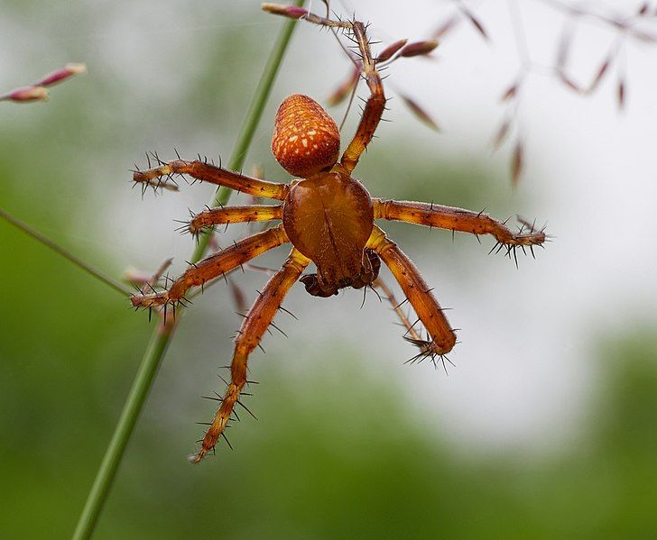 File:2013.07.01-14-Wustrow-Neu Drosedow-Erdbeerspinne-Maennchen.jpg