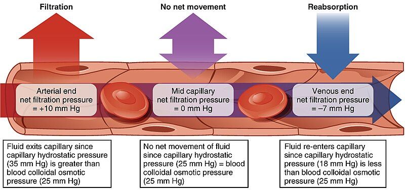 File:2108 Capillary Exchange.jpg