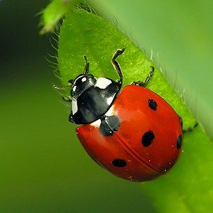 Coccinella septempunctata מושית השבע