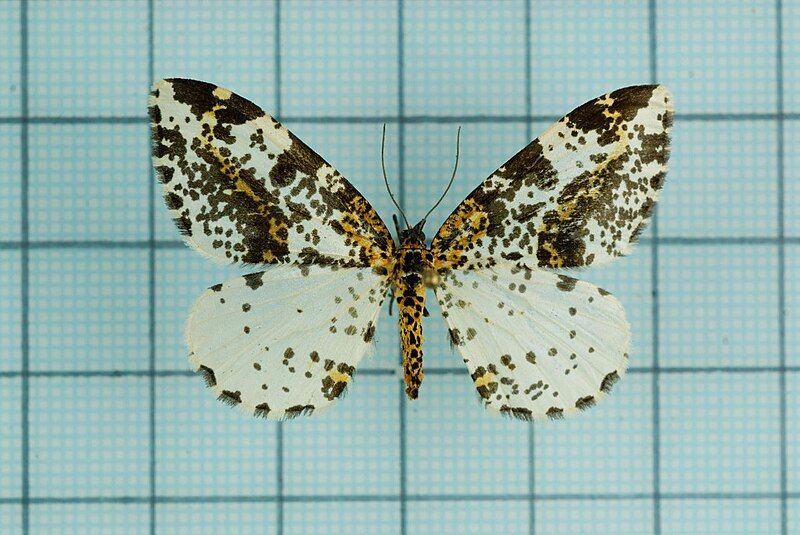 File:Abraxas wilemani.jpg