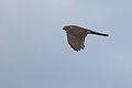 Sparrowhawk