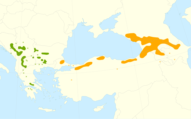 File:Acer heldreichii range.svg