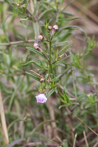 File:Agalinis maritima iNat-25451547.jpg