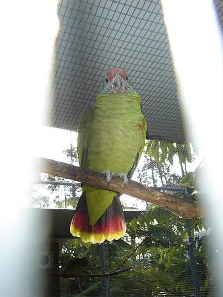 File:Amazona brasiliensis -RSCF-4.jpg