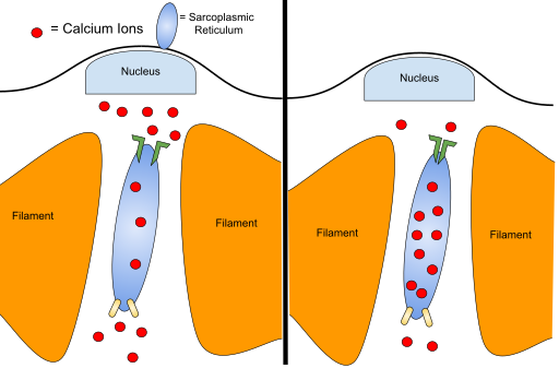 File:Anaerobic exercise.svg