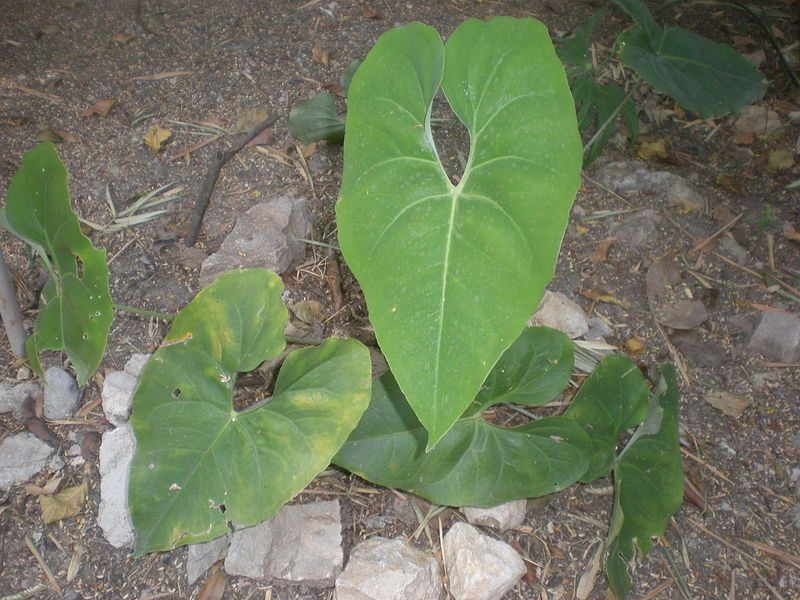 File:Anthurium rionegrense.JPG