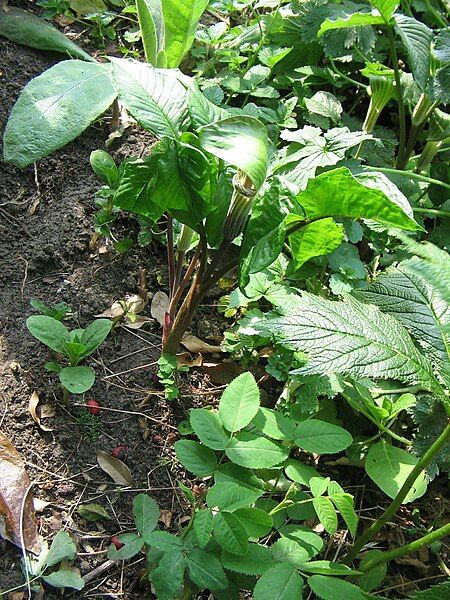 File:Arisaema triphyllum01.jpg