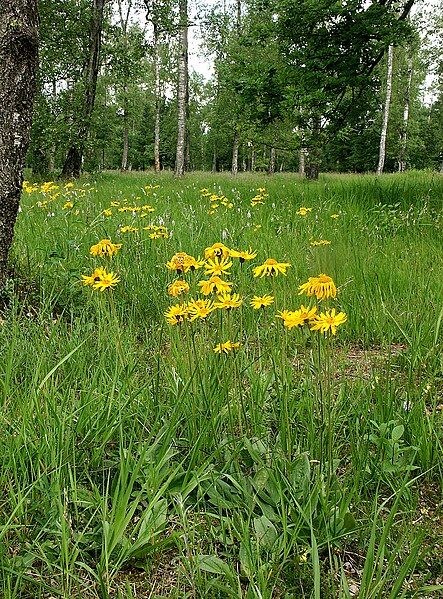 File:Arnica montana 180605.jpg