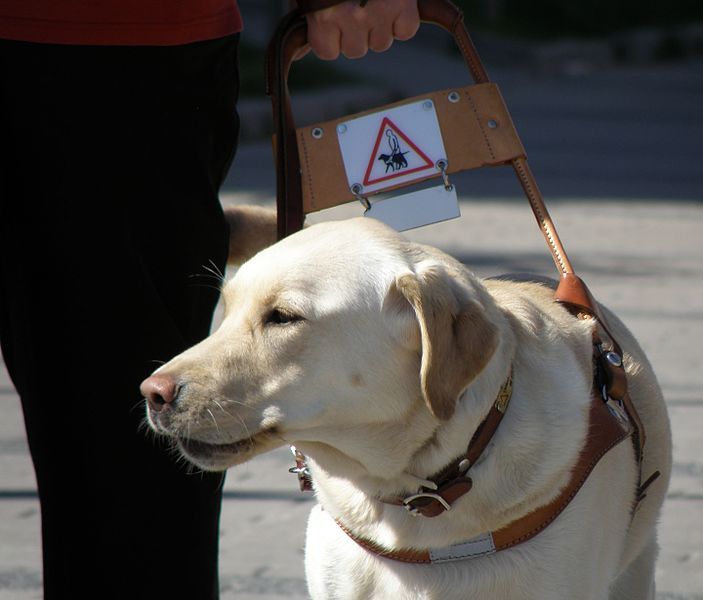 File:Assistance dog.jpg