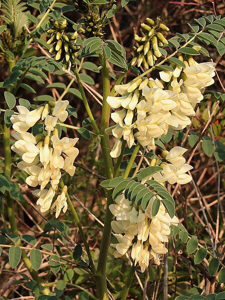 File:Astragalus lusitanicus 056b.JPG