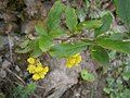 Berberis vulgaris