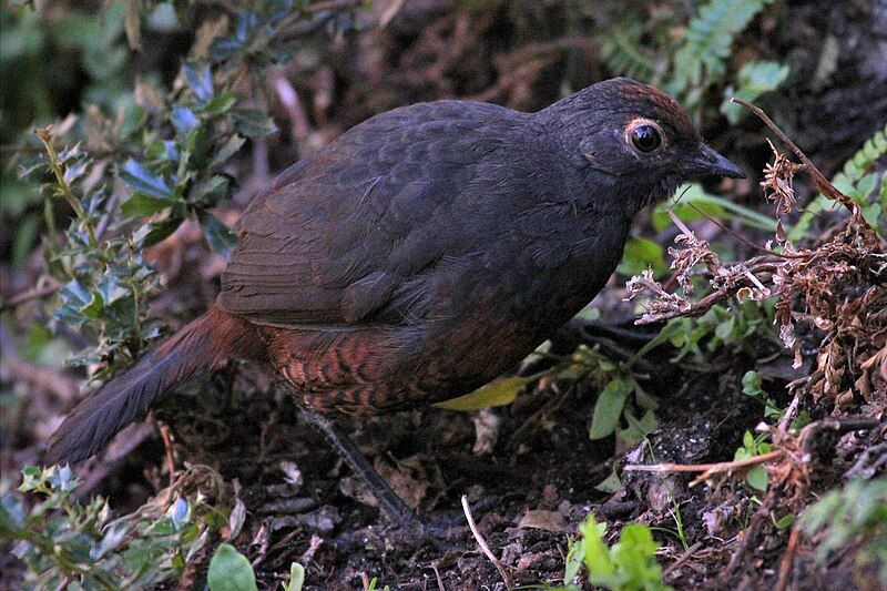 File:Black-throated Huet-huet argentina.jpg