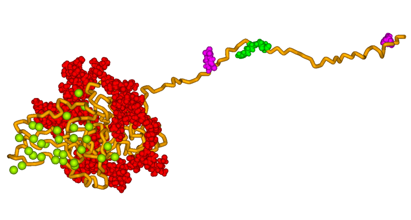 File:Bone Sialoprotein Model.png