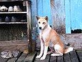 Borneo dog posing