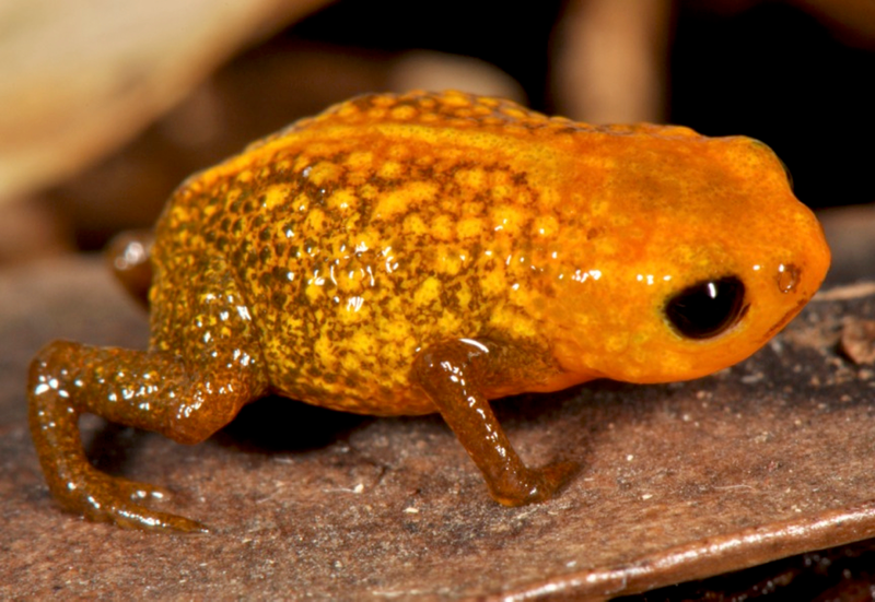 File:Brachycephalus auroguttatus.png