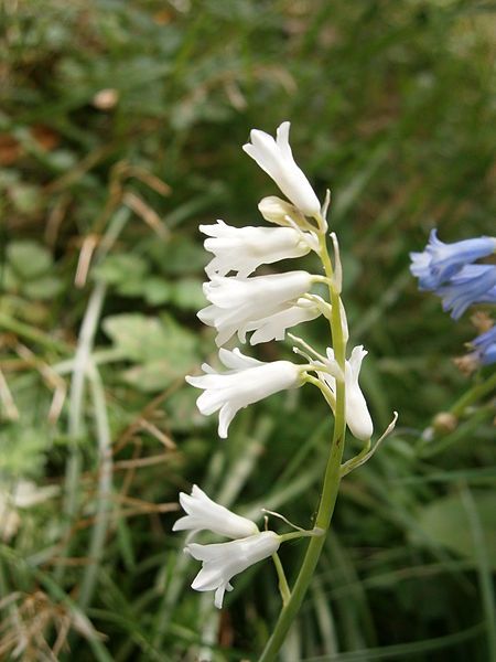 File:Brimeura amethystina Alba.JPG