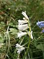 Brimeura amethystina white