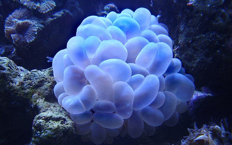 File:BubbleCoral.jpg