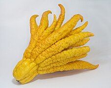 Buddhas hand 1