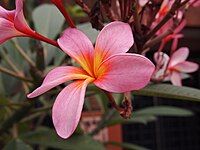 Pink frangipani