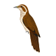 Banded Bay Cuckoo