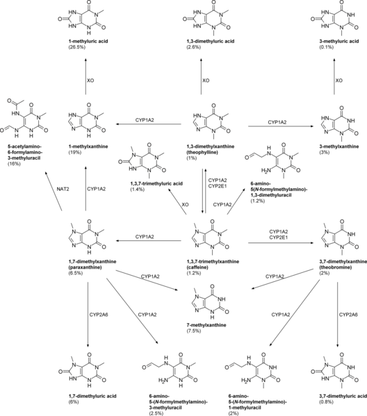 File:Caffeine metabolism.png