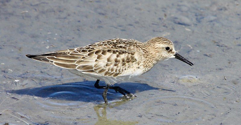 File:Calidris bairdii.jpg