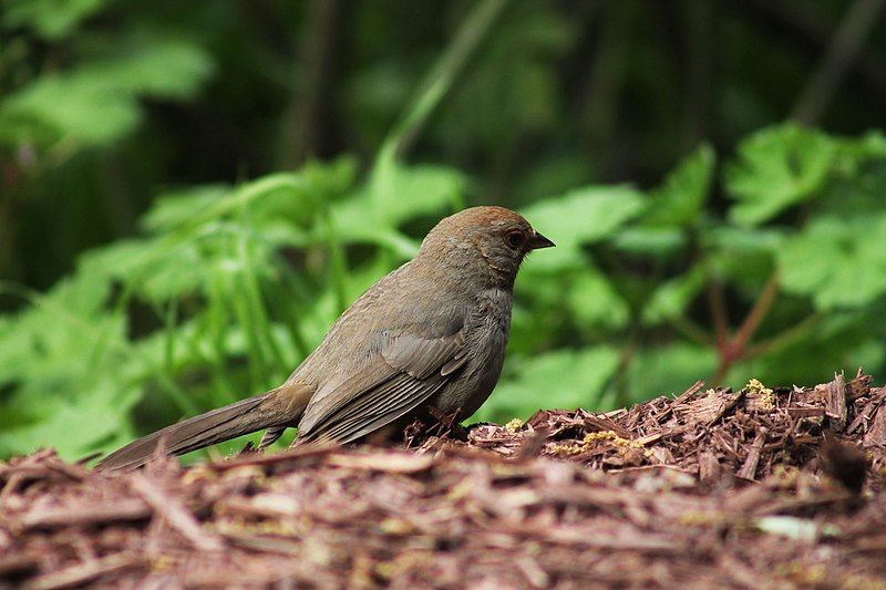 File:California-towhee.jpg