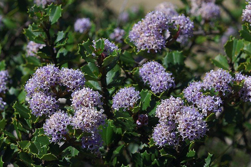 File:Ceanothus jepsonii 2.jpg