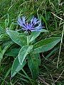 Mountain cornflower towards the Spitzkoepfe [fr].