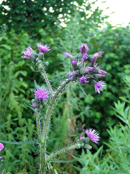 File:Cirsium palustre01.jpg