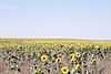 Sunflower field, west-central Cloud County, Kansas. October 07, 2009, 4:16 PM, no flash.