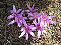 Colchicum bulbocodium