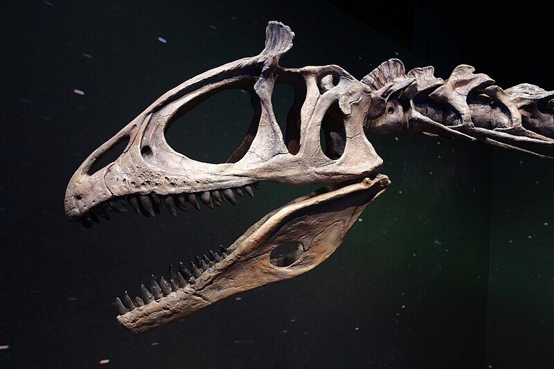 File:Cryolophosaurus skull cast.jpg