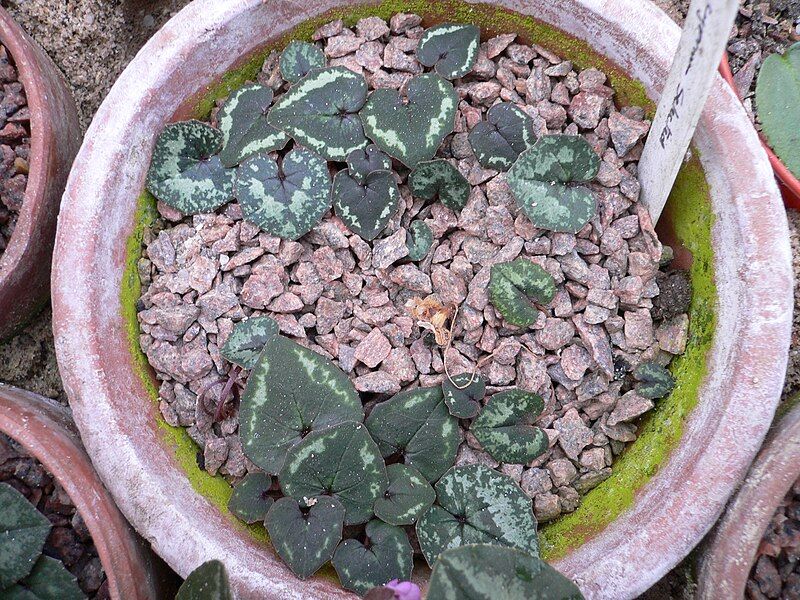 File:Cyclamen cyprium (leaves).jpg