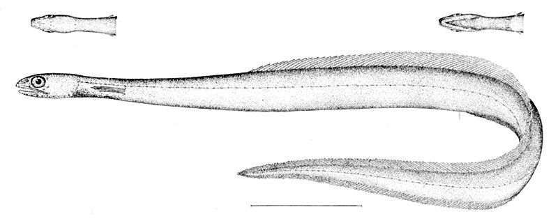 File:Derichthys serpentinus.jpg