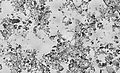 Diatomaceous earth, a central component of dynamite, as seen by bright field light microscopy.