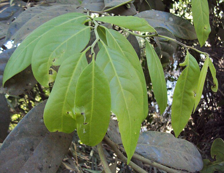 File:Diospyros paniculata 03.JPG