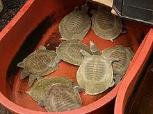 Pelodiscus sinensis in a Seoul market