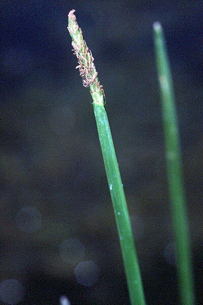 File:Eleocharis quadrangulata NRCS-1.jpg