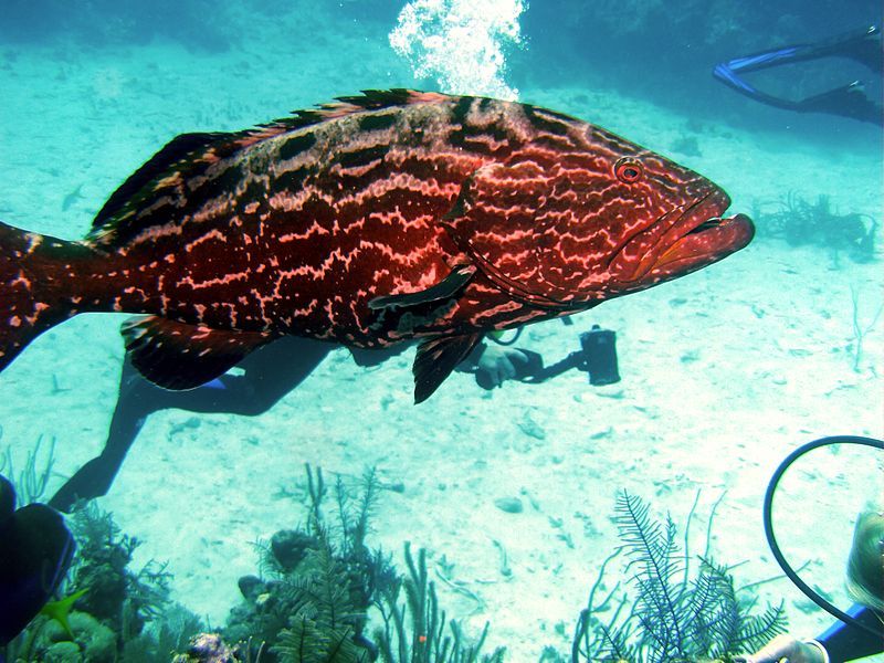 File:Epinephelus itajara.jpg